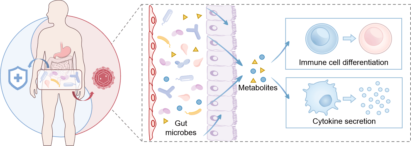 Gut microbial metabolites influence immune cell differentiation and cytokine secretion